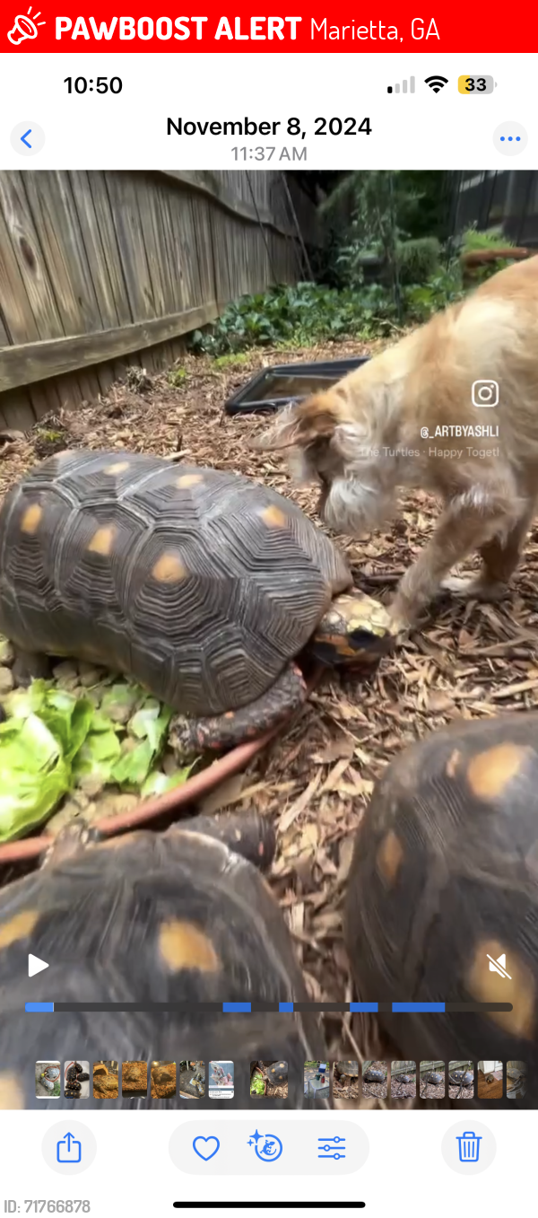 Lost Male Reptile last seen East Piedmont Rd, Marietta, GA 30062
