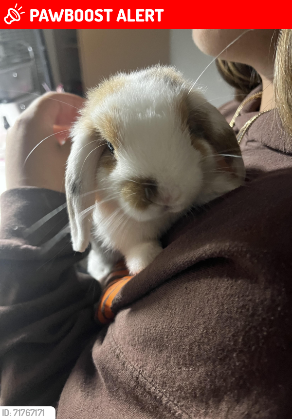 South San Francisco, CA Lost Female Rabbit, Chiki Is Missing | PawBoost