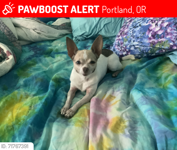 Lost Female Dog last seen Holgate and 97th  97266, Portland, OR 97266