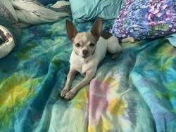 Lost Female Dog last seen Holgate and 97th  97266, Portland, OR 97266