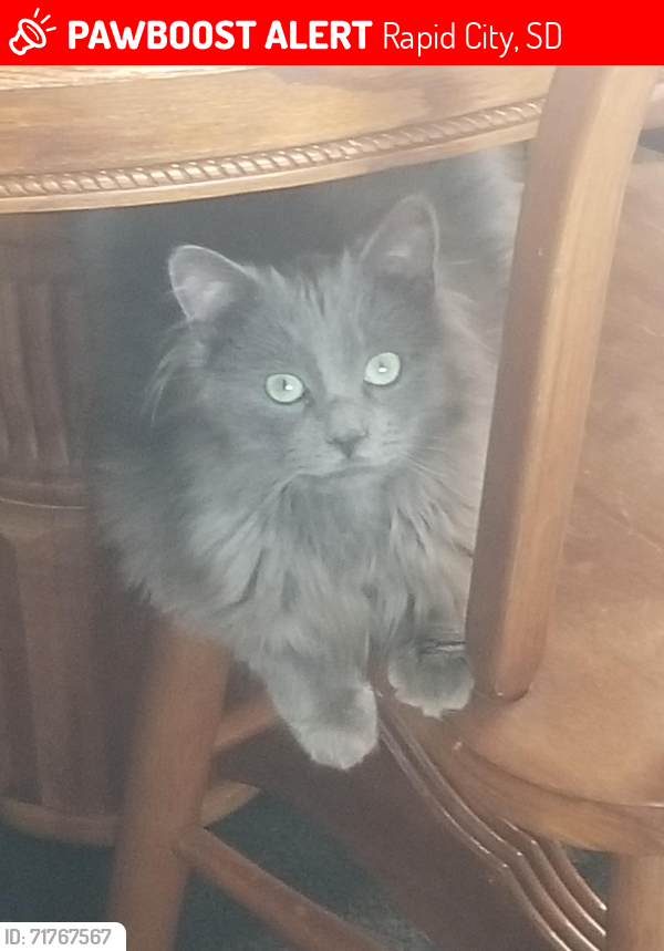 Lost Male Cat last seen E New York and E Chicago st, Rapid City, SD 57701