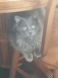 Lost Male Cat last seen E New York and E Chicago st, Rapid City, SD 57701