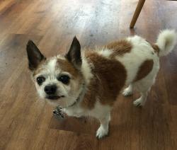 Lost Male Dog last seen Prairie Avenue near King of Diamonds Walton Lane Beloit, WI , Beloit, WI 53511