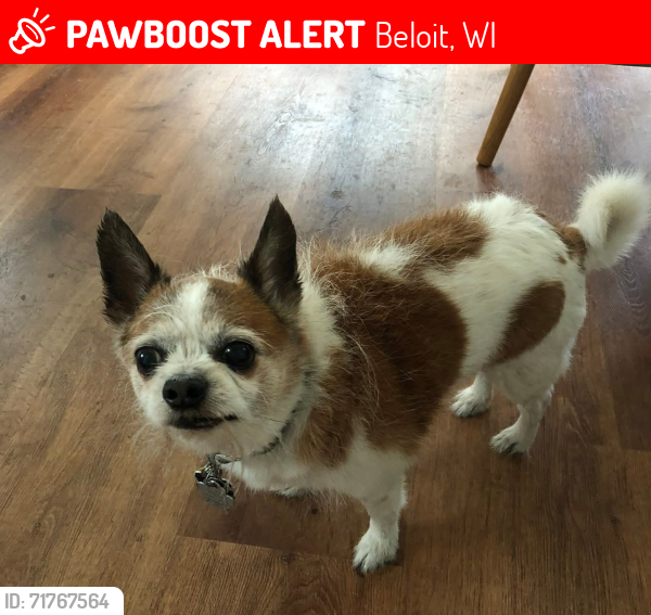 Lost Male Dog last seen Prairie Avenue near King of Diamonds Walton Lane Beloit, WI , Beloit, WI 53511
