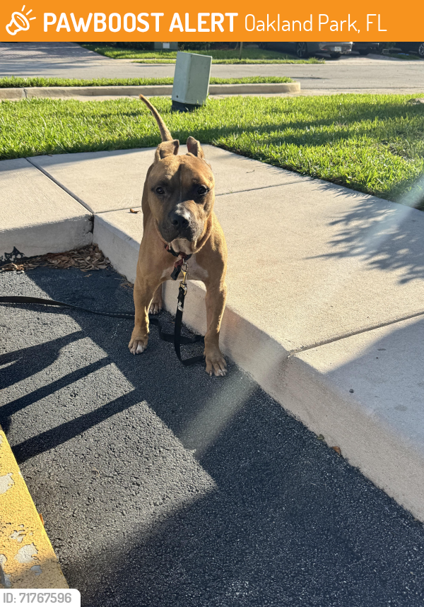 Found/Stray Male Dog last seen 31st St and Oakland Park Blvd , Oakland Park, FL 33309