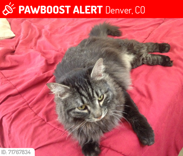 Lost Male Cat last seen 72nd and Jennie, Denver, CO 80221