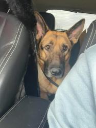 Lost Male Dog last seen Briggs Chaney, Fairland, MD 20904