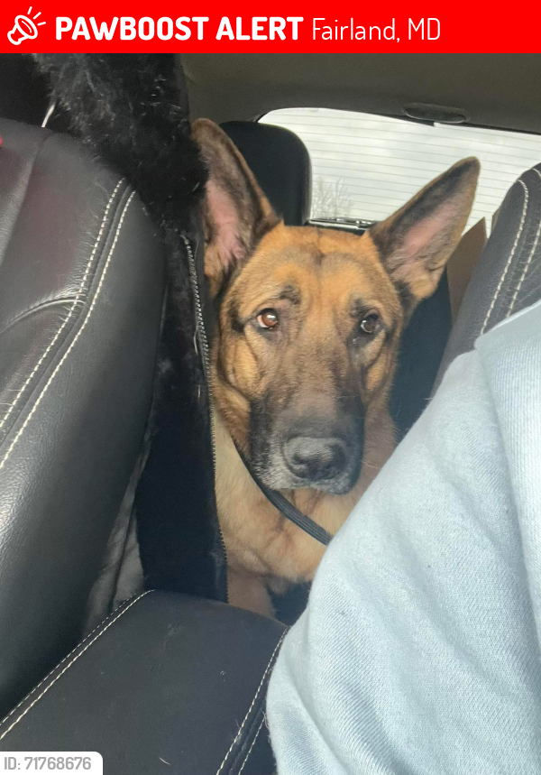 Lost Male Dog last seen Briggs Chaney, Fairland, MD 20904