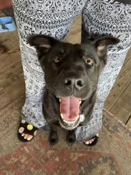 Reunited Male Dog last seen Near, Montgomery, TX 77316