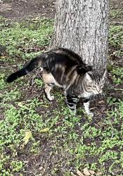 Lost Female Cat last seen Forest creek and paradise ridge Dr , Round Rock, TX 78665