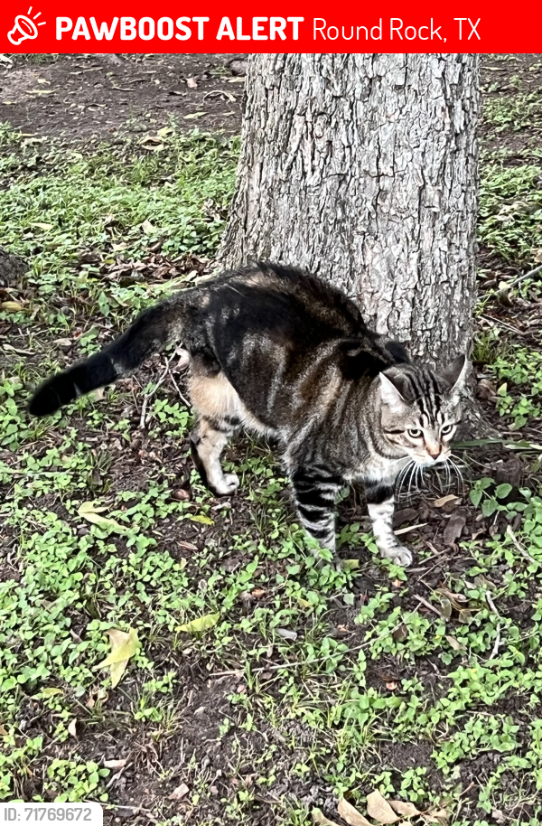Lost Female Cat last seen Forest creek and paradise ridge Dr , Round Rock, TX 78665
