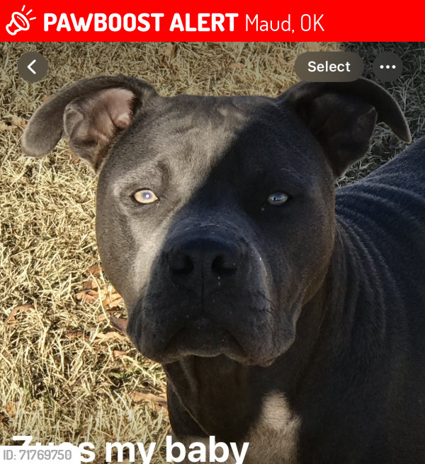 Lost Male Dog last seen 35.13030° N, 96.81698° W, Maud, OK 74854