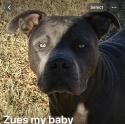 Lost Male Dog last seen 35.13030° N, 96.81698° W, Maud, OK 74854