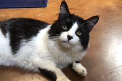 Lost Male Cat last seen Near Calle de Laura NW, Albuquerque, Albuquerque, NM 87104