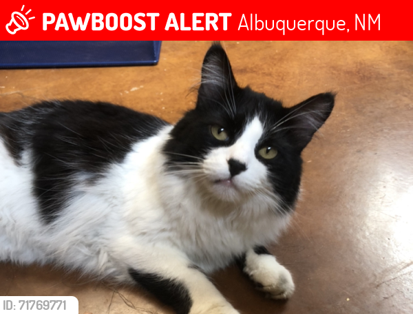 Lost Male Cat last seen Near Calle de Laura NW, Albuquerque, Albuquerque, NM 87104
