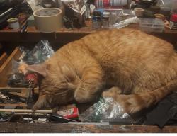 Lost Female Cat last seen Oxford and lougheed , Port Coquitlam, BC V3B 1A6