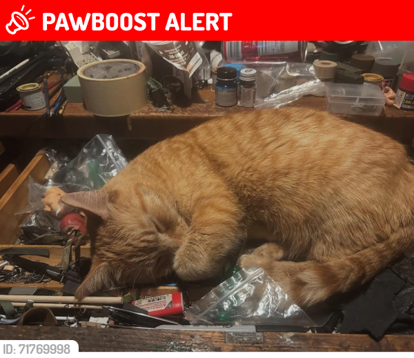 Lost Female Cat last seen Oxford and lougheed , Port Coquitlam, BC V3B 1A6