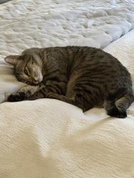 Lost Male Cat last seen 12th Street and Hazel Drive, South Lake Tahoe, CA 96150