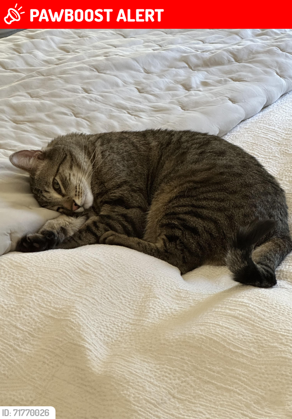 Lost Male Cat last seen 12th Street and Hazel Drive, South Lake Tahoe, CA 96150
