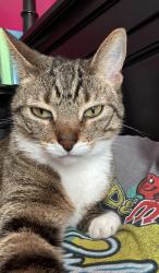 Lost Female Cat last seen Stone bridge Berwick area, Savannah, GA 31405