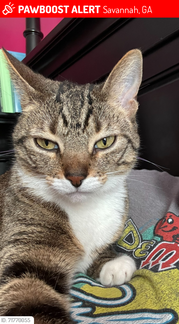 Lost Female Cat last seen Stone bridge Berwick area, Savannah, GA 31405