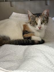 Lost Female Cat last seen Around 31st S and Pinellas Point drive St Pete 33712, St. Petersburg, FL 33712