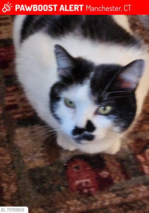 Lost Female Cat last seen Near Kennedy Rd (across from soccer field), Manchester, CT 06042