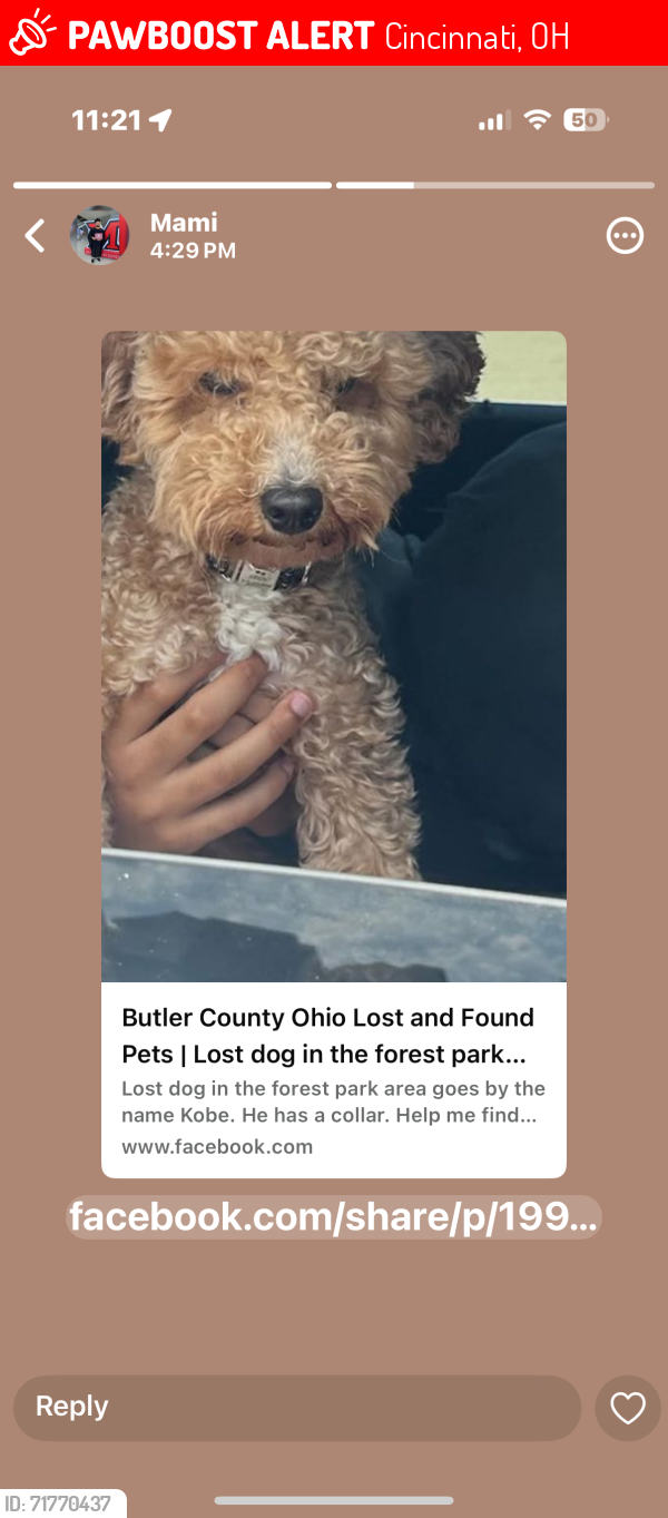 Lost Male Dog last seen Forest Park OH, Cincinnati, OH 45240