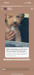 Lost Male Dog last seen Forest Park OH, Cincinnati, OH 45240