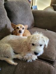 Reunited Male Dog last seen Sweetwater, El Paso, TX 79924