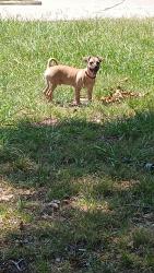 Lost Male Dog last seen Near Washington Elementary and Eli park, Sherman, TX 75090