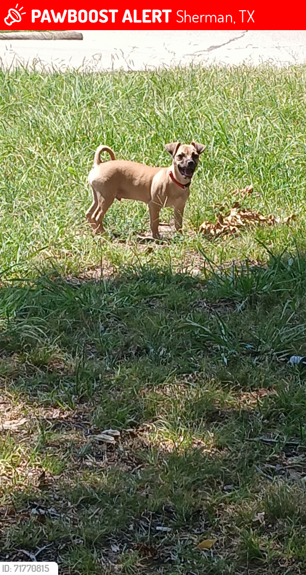 Lost Male Dog last seen Near Washington Elementary and Eli park, Sherman, TX 75090