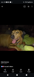 Lost Female Dog last seen Old Gadsden Hwy Anniston Alabama, Anniston, AL 36206