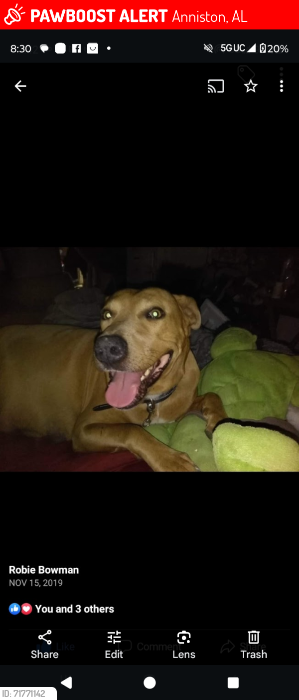 Lost Female Dog last seen Old Gadsden Hwy Anniston Alabama, Anniston, AL 36206