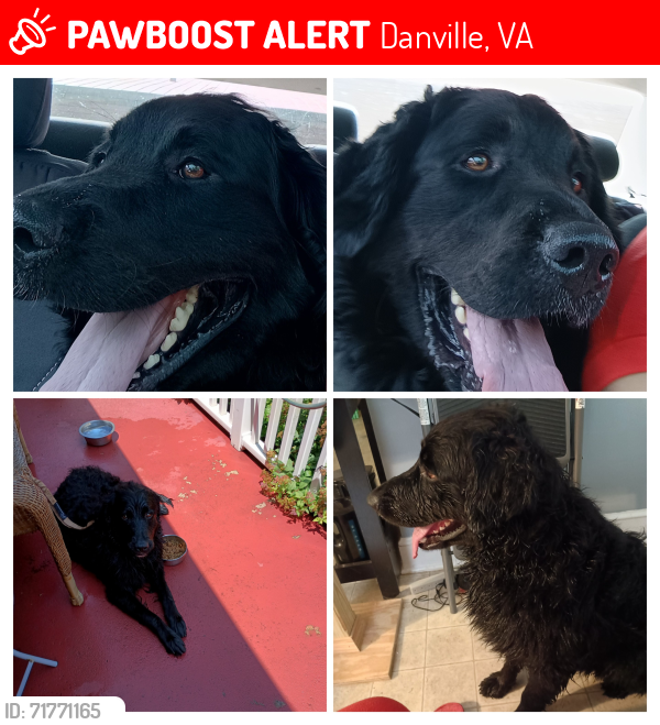 Lost Male Dog last seen Franklin turn pike, Danville, VA 24540