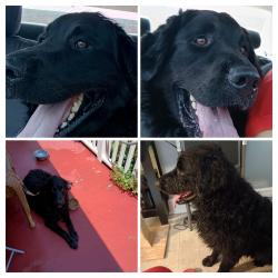 Lost Male Dog last seen Franklin turn pike, Danville, VA 24540