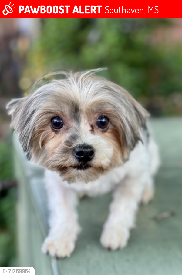 Lost Female Dog last seen Greenbriar near Discount Tire, Southaven, MS 38671
