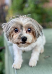 Lost Female Dog last seen Greenbriar near Discount Tire, Southaven, MS 38671