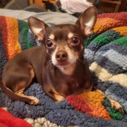 Lost Female Dog last seen W. Cambridge/S. Giddings, Visalia, CA 93277