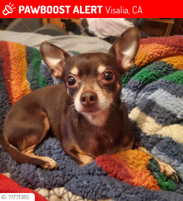 Lost Female Dog last seen W. Cambridge/S. Giddings, Visalia, CA 93277