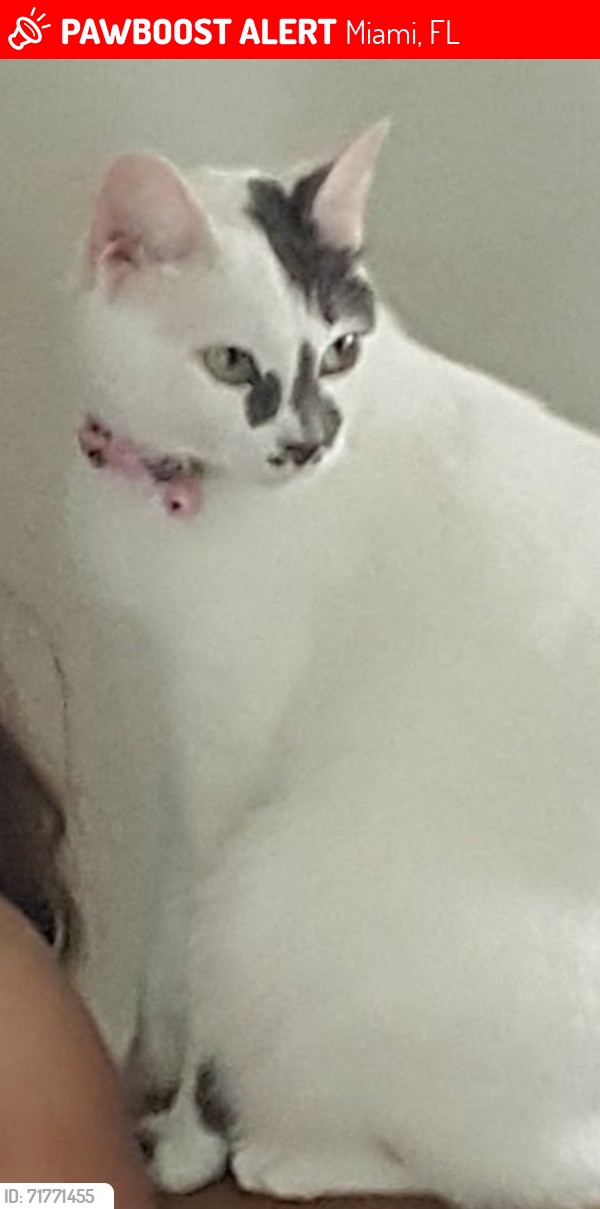 Lost Female Cat last seen Near ave NW 33147 Miami, Miami, FL 33147