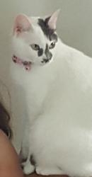 Lost Female Cat last seen Near ave NW 33147 Miami, Miami, FL 33147