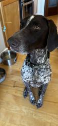 Lost Female Dog last seen McDermott , Meridian, ID 83642