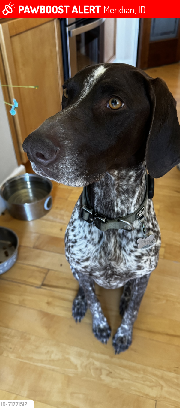 Lost Female Dog last seen McDermott , Meridian, ID 83642