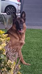 Lost Female Dog last seen Paramount swapmeet, Paramount, CA 90723