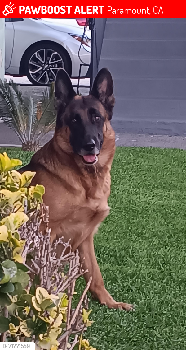 Lost Female Dog last seen Paramount swapmeet, Paramount, CA 90723