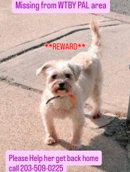 Lost Female Dog last seen North main st and east farm st, Waterbury, CT 06704