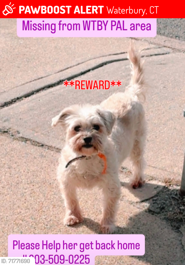 Lost Female Dog last seen North main st and east farm st, Waterbury, CT 06704