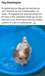 Lost Female Dog last seen At  on cedar and santa ana, Bloomington, CA 92316