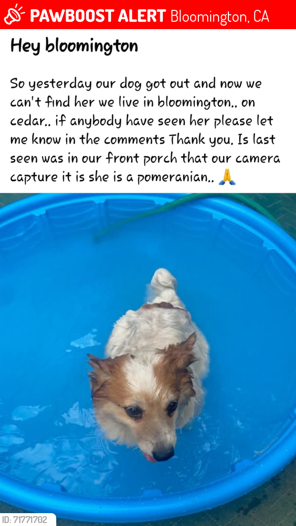 Lost Female Dog last seen At  on cedar and santa ana, Bloomington, CA 92316